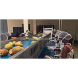 Mango Sorting and Inspection Conveyor