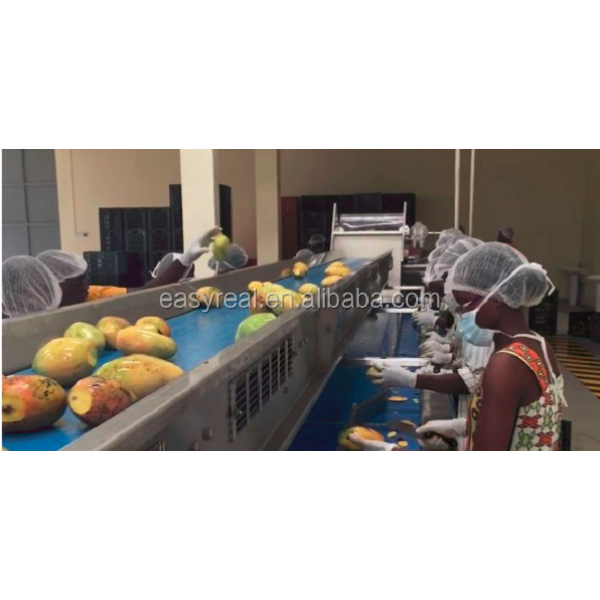 Mango Sorting and Inspection Conveyor