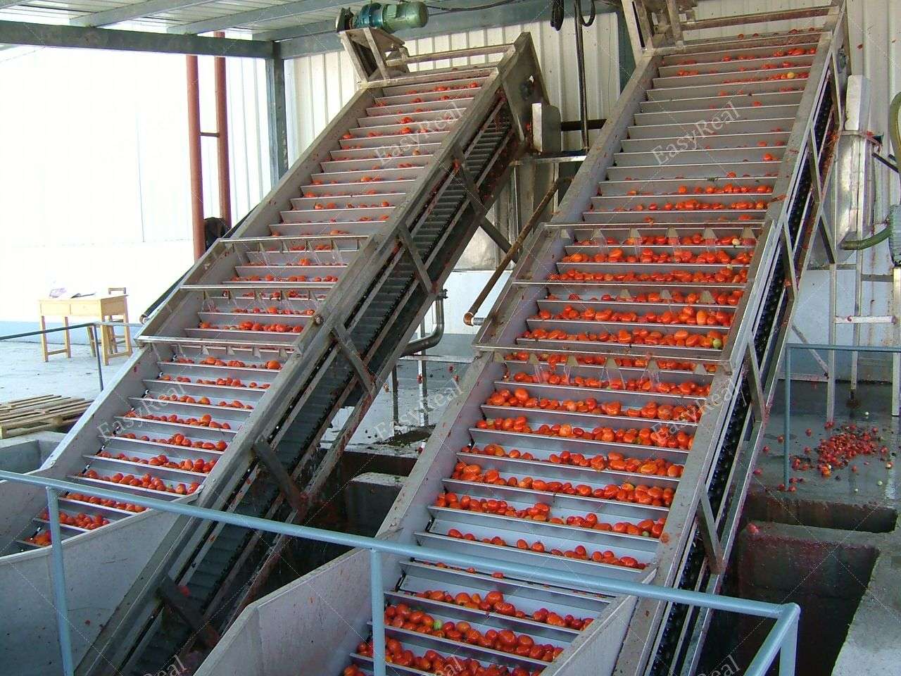 Tomato sorting and elevator conveyor for tomato processing line