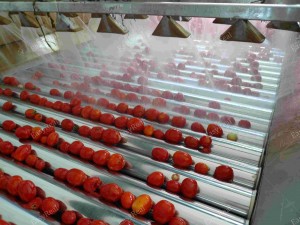 Tomato washing and inspection conveyor for tomato puree processing plant