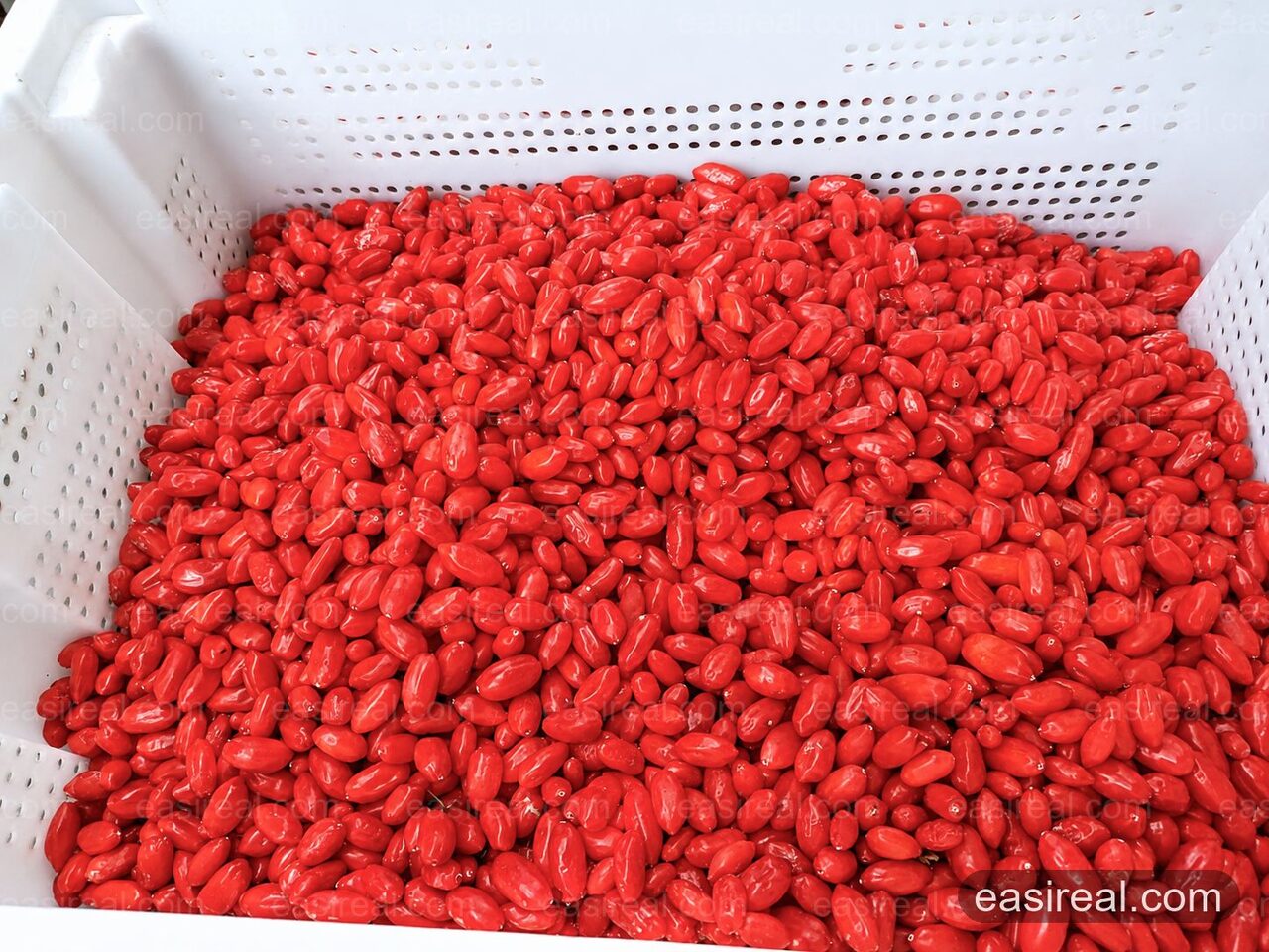 Fresh wolfberries for juice and puree processing Fresh wolfberries for juice and puree processing
